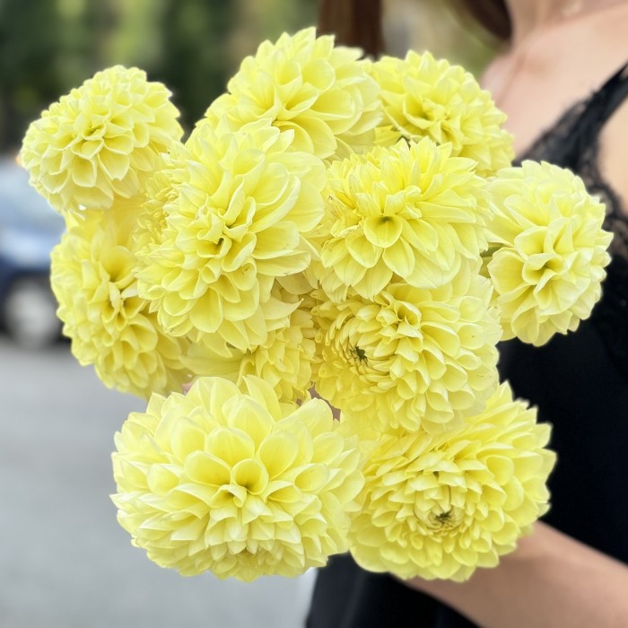 Георгин желтый Помпон