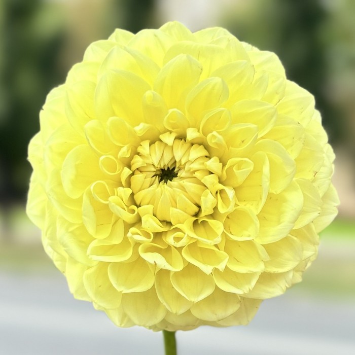 Георгин желтый Помпон