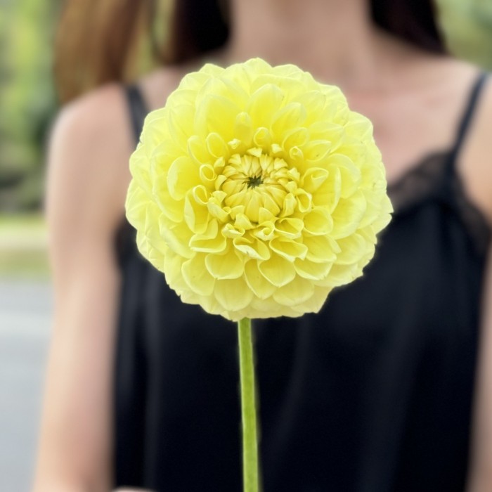 Георгин желтый Помпон