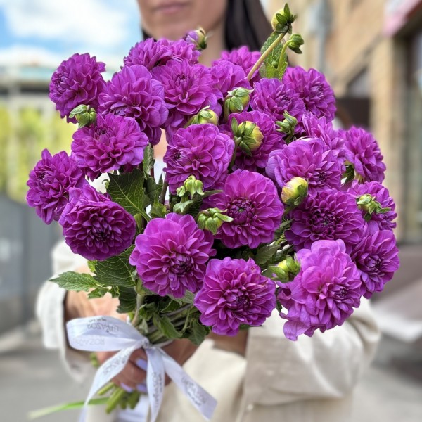 Георгин фиолетовый