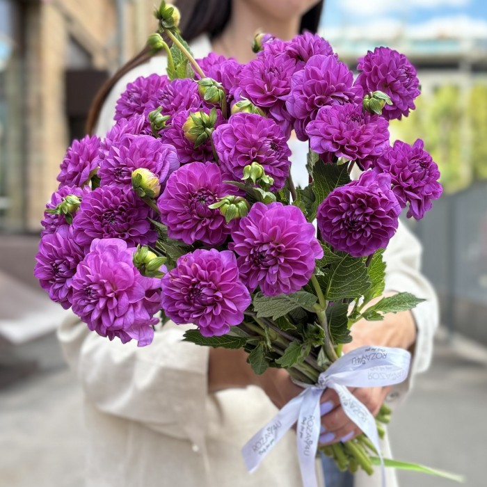 Георгин фиолетовый