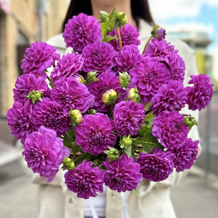 Георгин фиолетовый