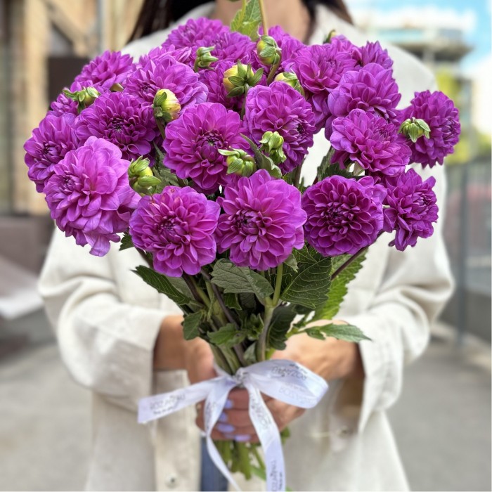 Георгин фиолетовый