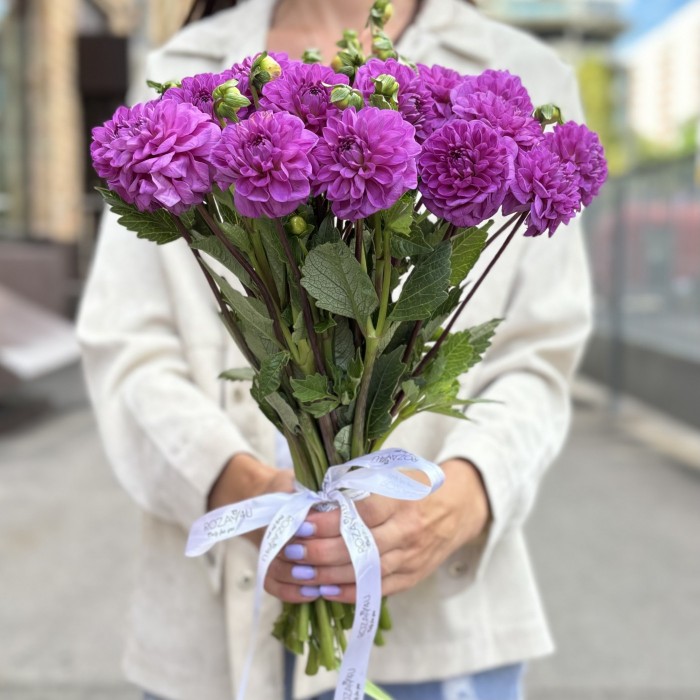 Георгин фиолетовый