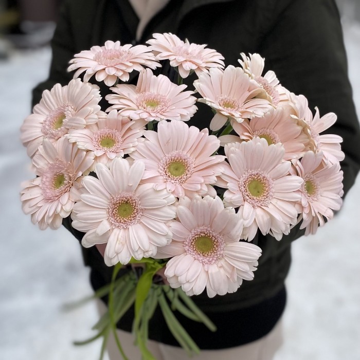 Гербера нежно-розовая