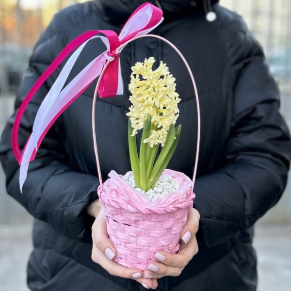 Гиацинт в корзине