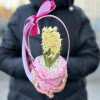 Гиацинт в корзине