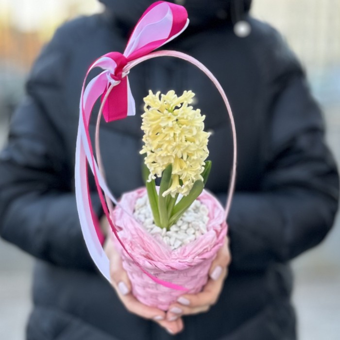 Гиацинт в корзине