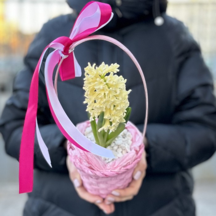 Гиацинт в корзине