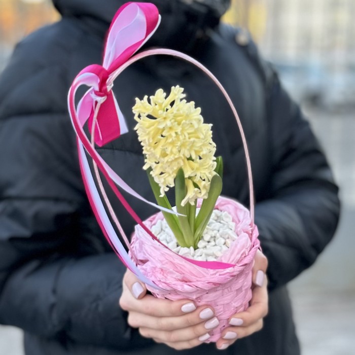 Гиацинт в корзине