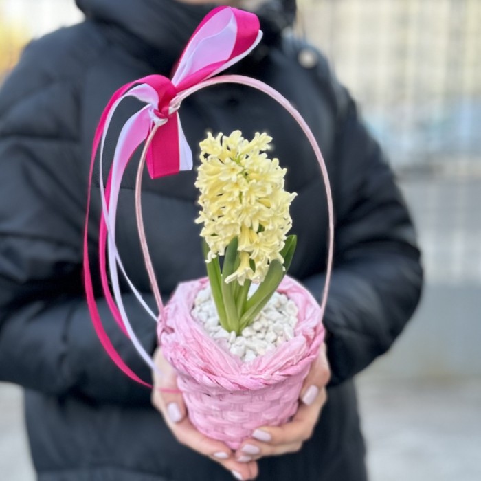 Гиацинт в корзине