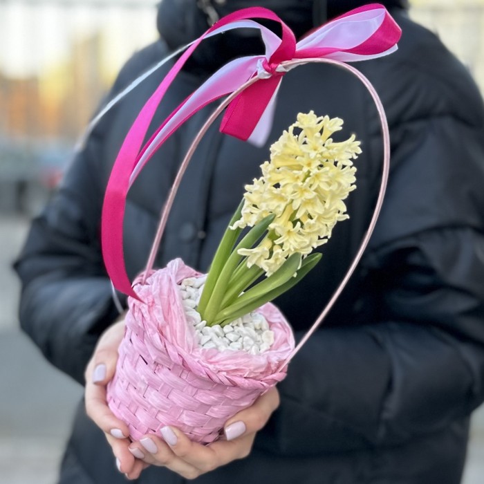Гиацинт в корзине