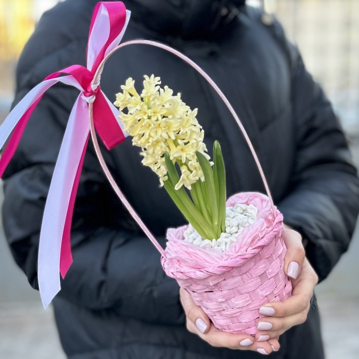Гиацинт в корзине