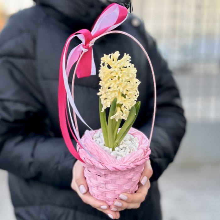 Гиацинт в корзине