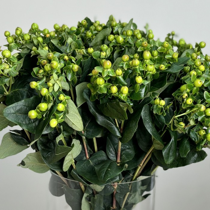 Гиперикум зеленый