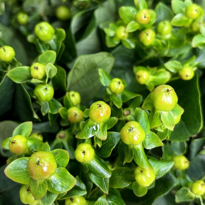 Гиперикум зеленый