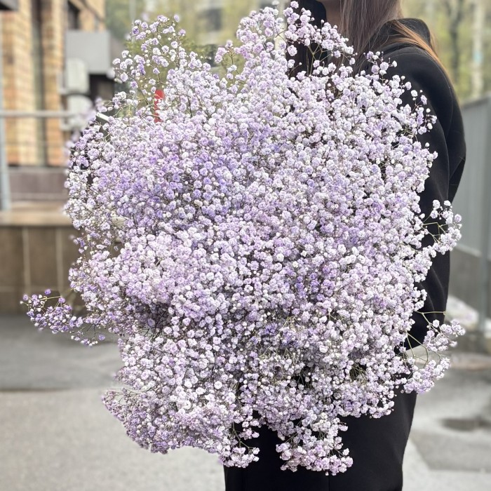 Гипсофила Лавандовая