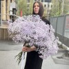Гипсофила Лавандовая