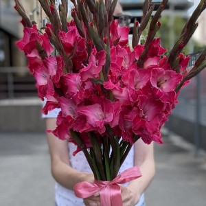 Гладиолус малиновый