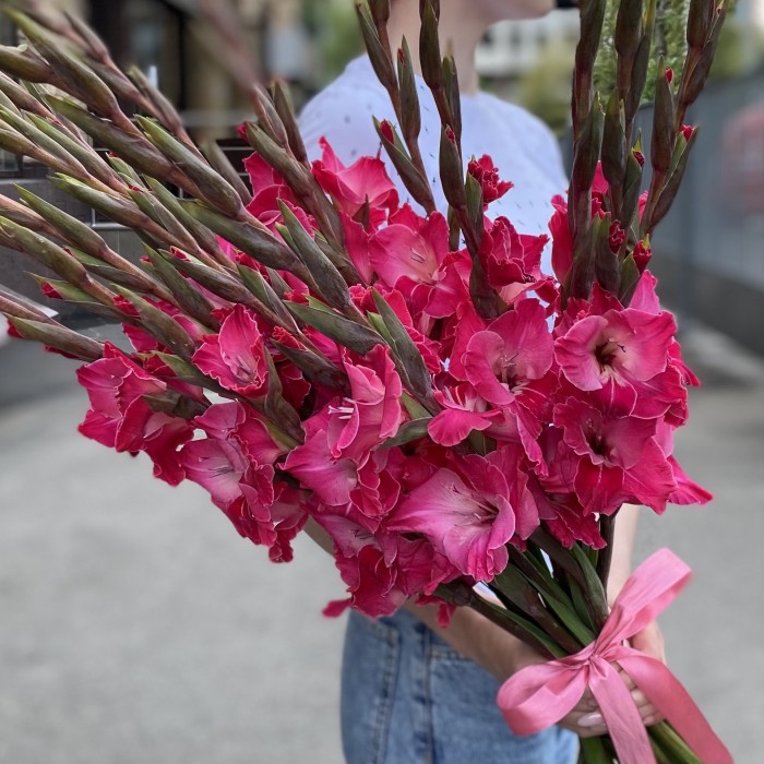 Гладиолус малиновый