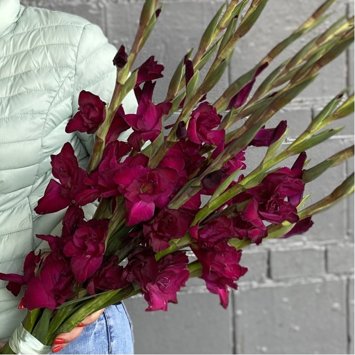 Гладиолус темно-малиновый