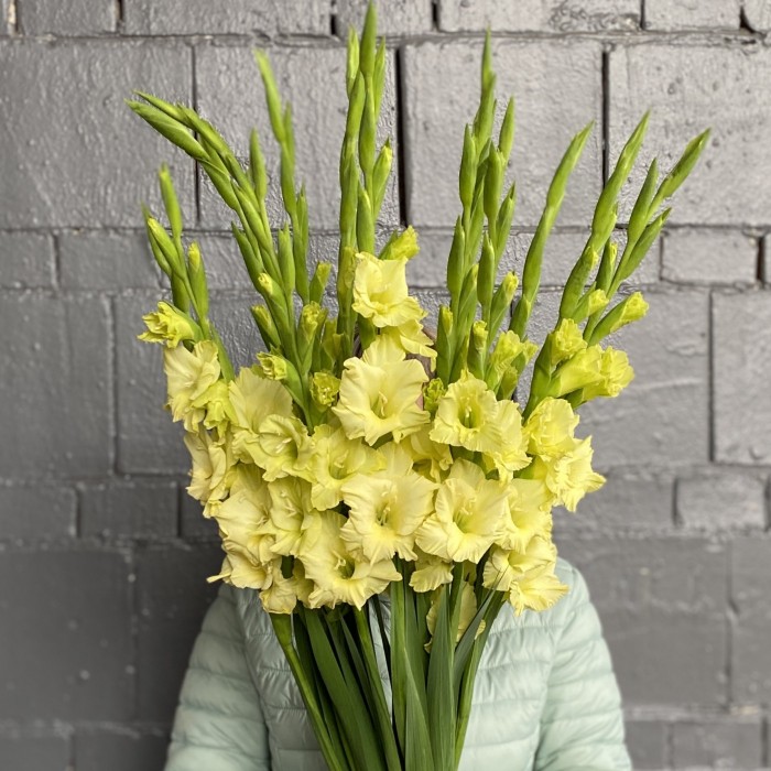 Гладиолус зеленый Рио