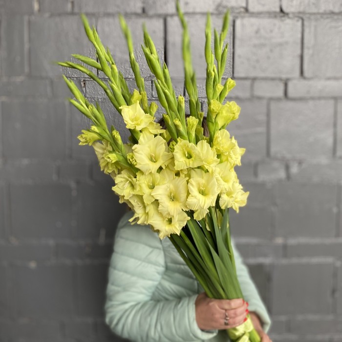 Гладиолус зеленый Рио