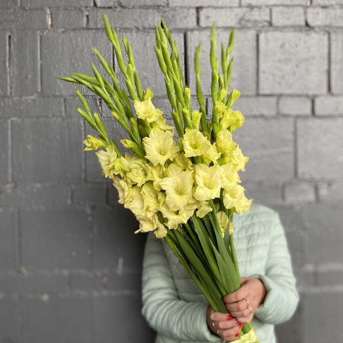 Гладиолус зеленый Рио