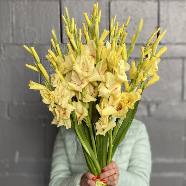 Гладиолус желтый