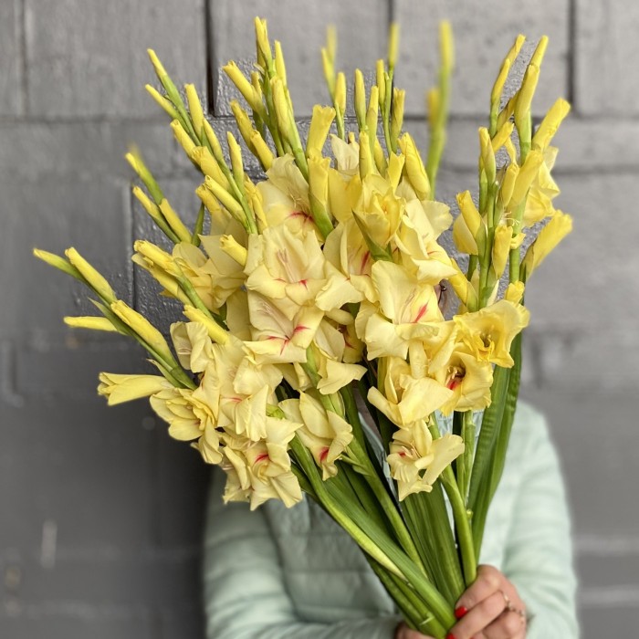 Гладиолус желтый