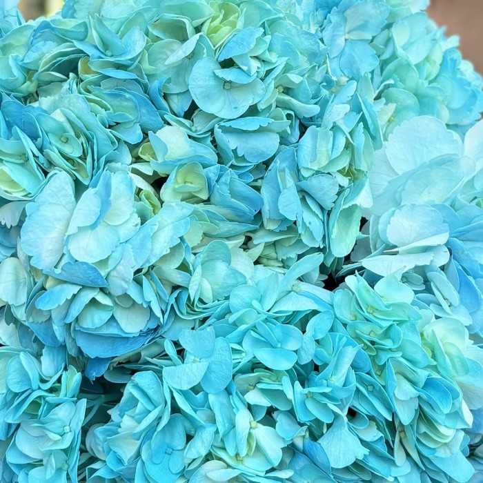 Голубая гортензия