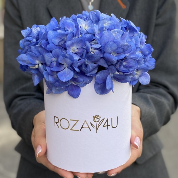 Гортензия Блю Шокинг в коробке