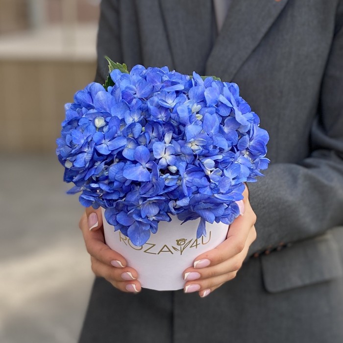 Гортензия Блю Шокинг в коробке