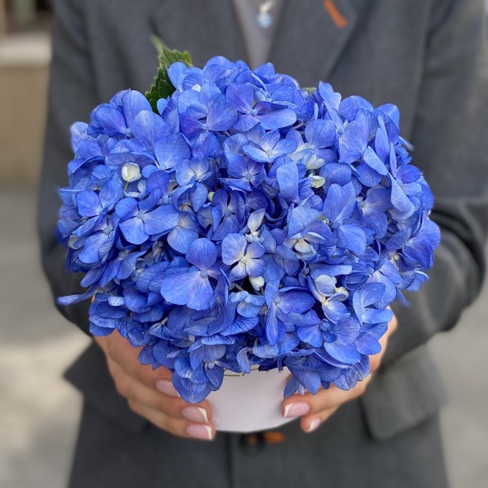 Гортензия Блю Шокинг в коробке