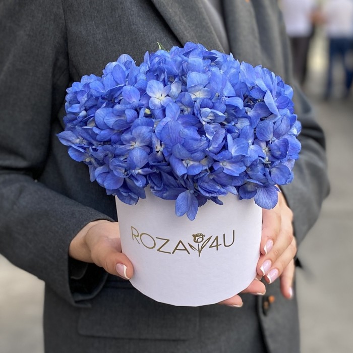 Гортензия Блю Шокинг в коробке