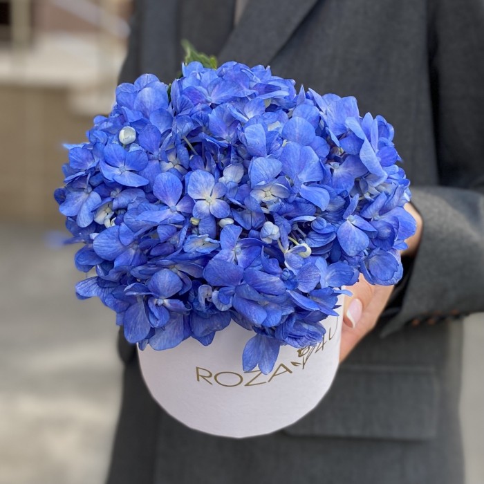 Гортензия Блю Шокинг в коробке