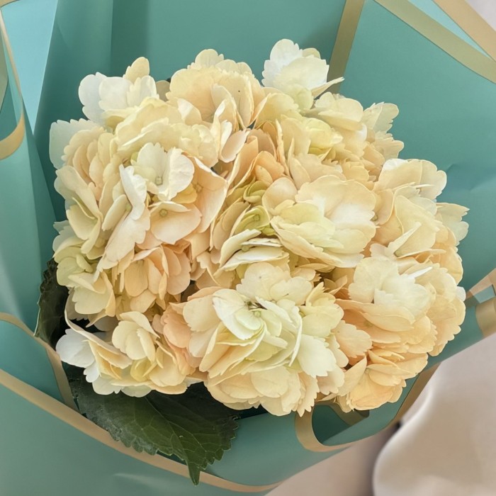 Гортензия Пич в упаковке