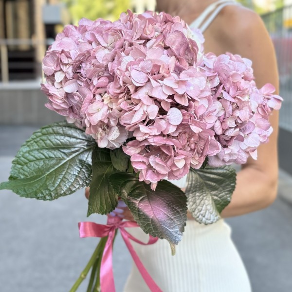 Гортензия розово-жемчужная