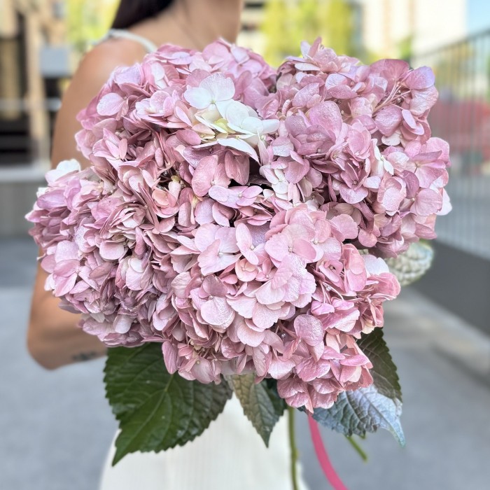 Гортензия розово-жемчужная