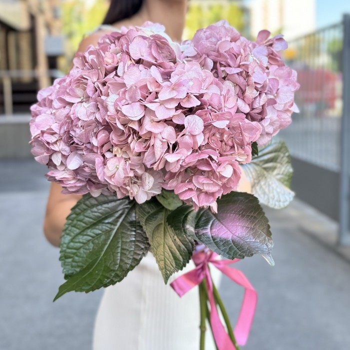 Гортензия розово-жемчужная