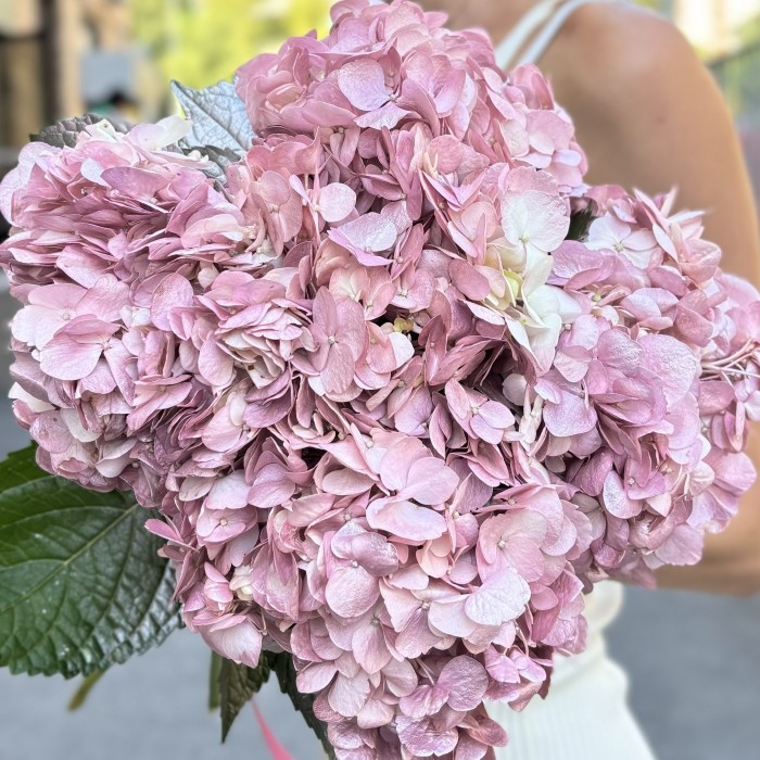 Гортензия розово-жемчужная