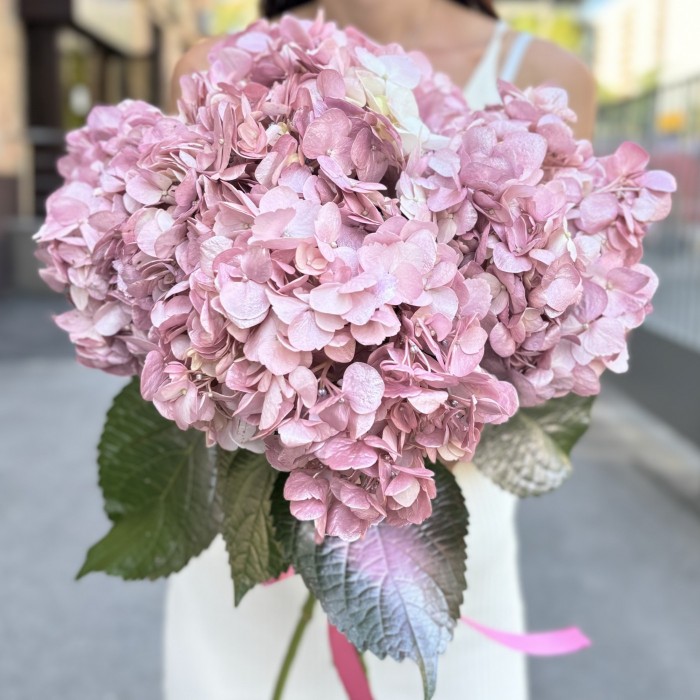 Гортензия розово-жемчужная