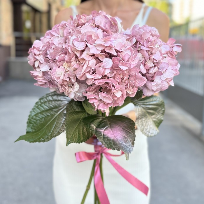 Гортензия розово-жемчужная