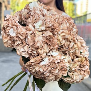 Гортензия капучино