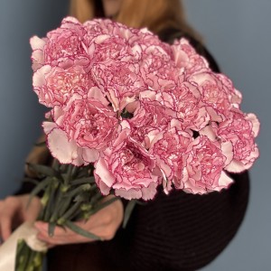 Гвоздика бело-розовая