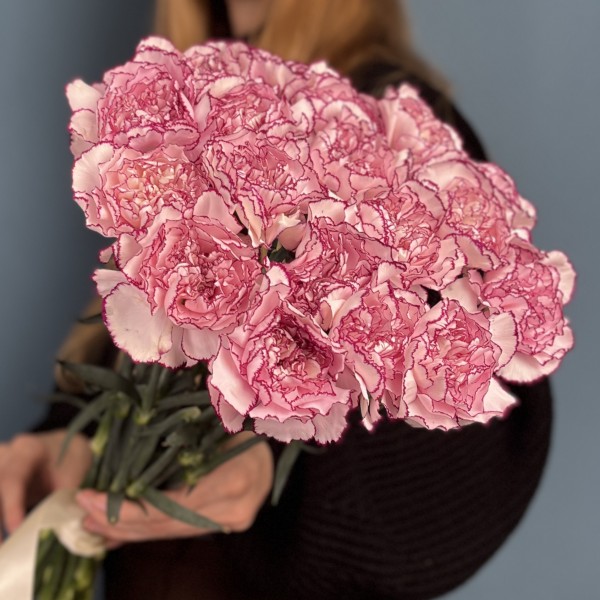 Гвоздика бело-розовая