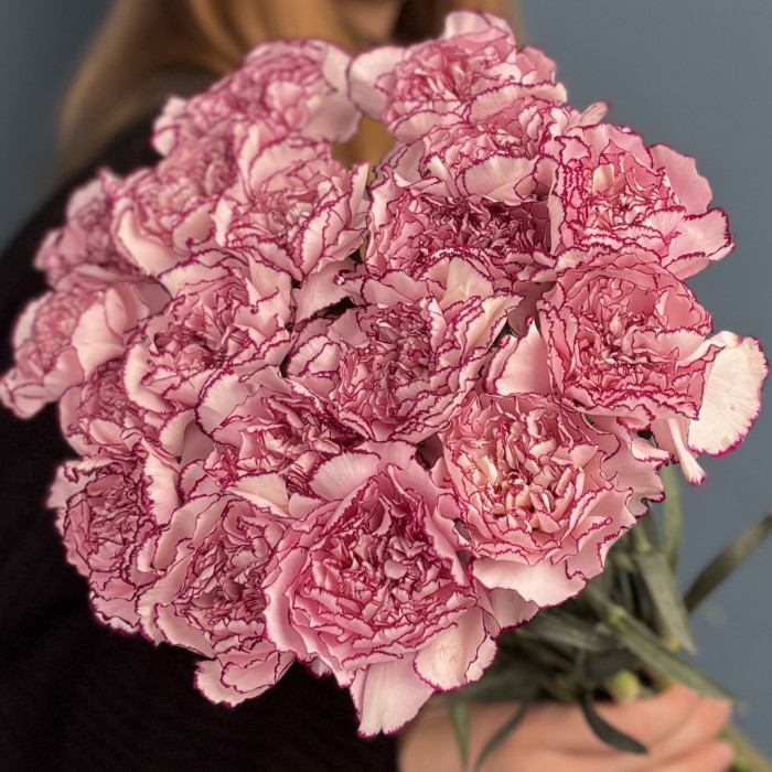 Гвоздика бело-розовая