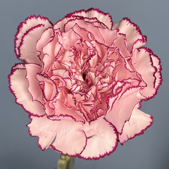 Гвоздика бело-розовая