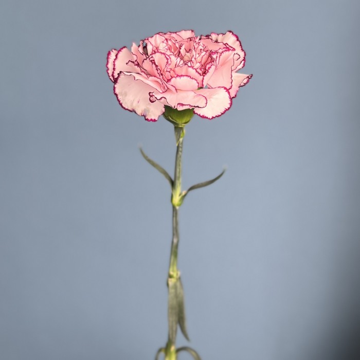 Гвоздика бело-розовая