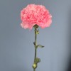 Гвоздика розовая (Pink Pomerosa)